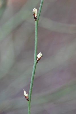 Kerria japonica ‘Variegata’ - zákula japonská - pupeny v rozpuku